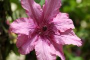 Clematis 'Barbara'